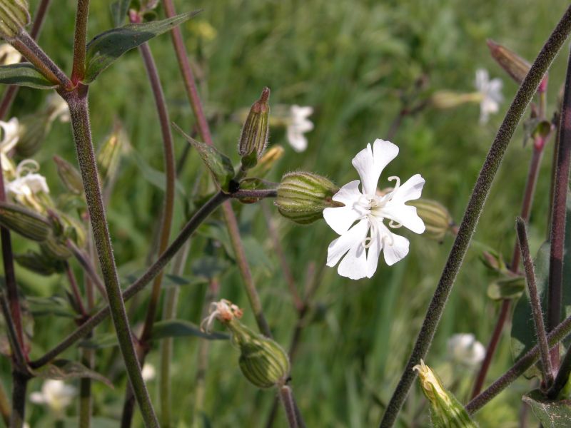 Silene latifolia / Silene bianca